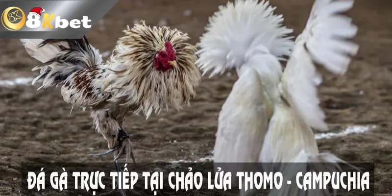 8kbet đá gà trực tiếp bình luận – trang cá cược đá gà đẳng cấp quốc tế
