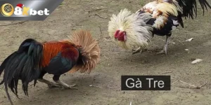 8kbet Trực Tiếp Đá Gà Tre Mới Nhất